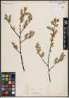 Foto von Salix caprea L.